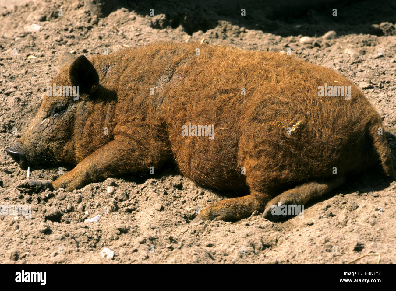 Wolligen Schwein (Sus Scrofa F. Domestica), müde auf dem Boden liegend Stockfoto