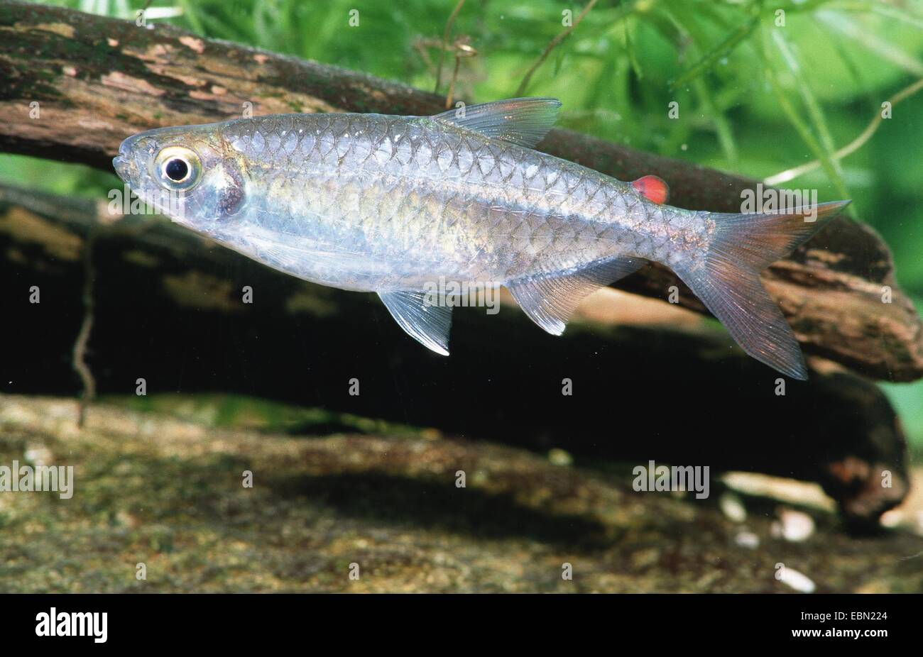 Congo tetra fish Fotos und Bildmaterial in hoher Auflösung Alamy