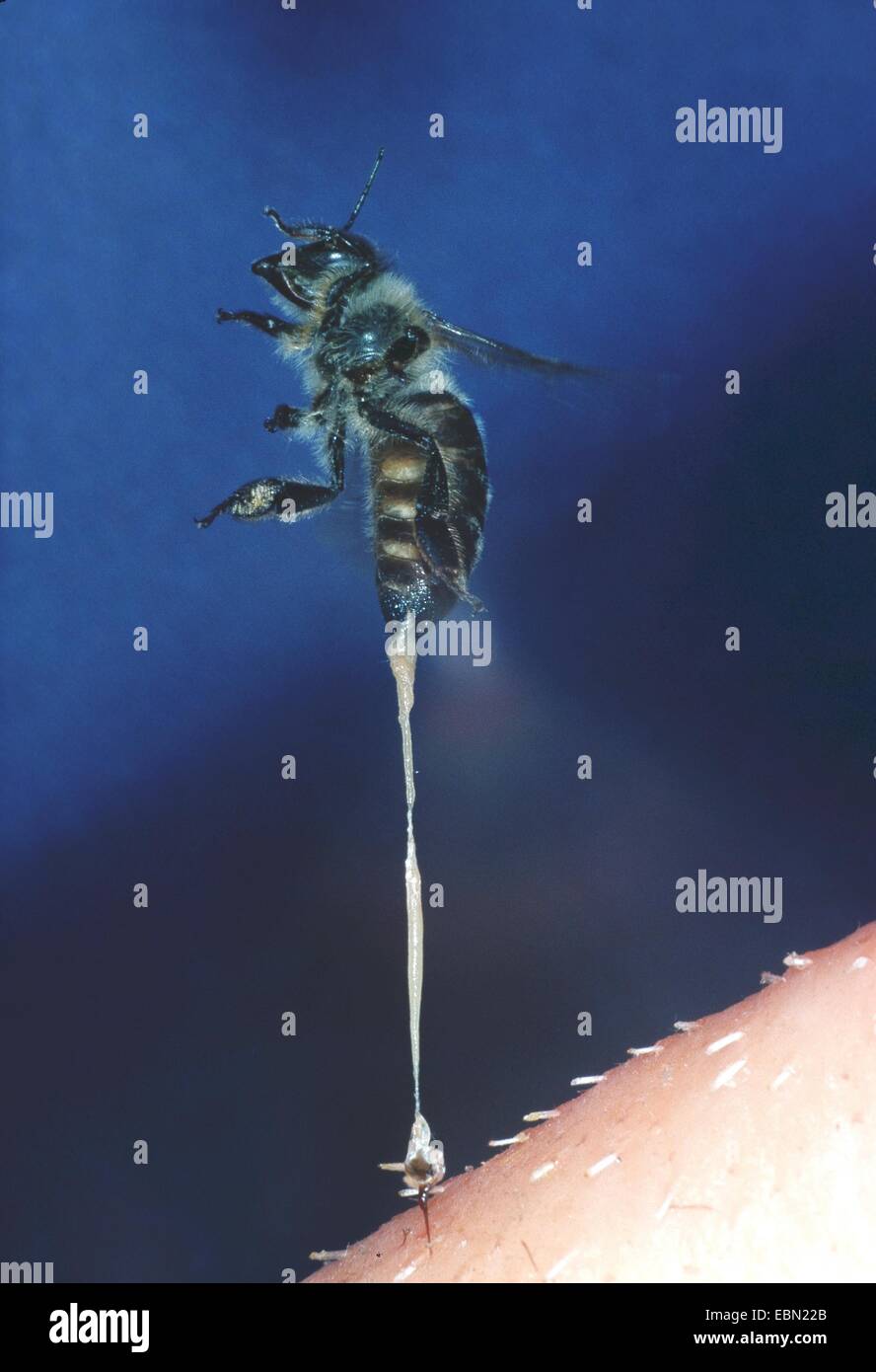 Honigbiene, Bienenkorb Biene (Apis Mellifera Mellifera), Biene gestochen hat und Herausreißen der Stachel, Deutschland Stockfoto