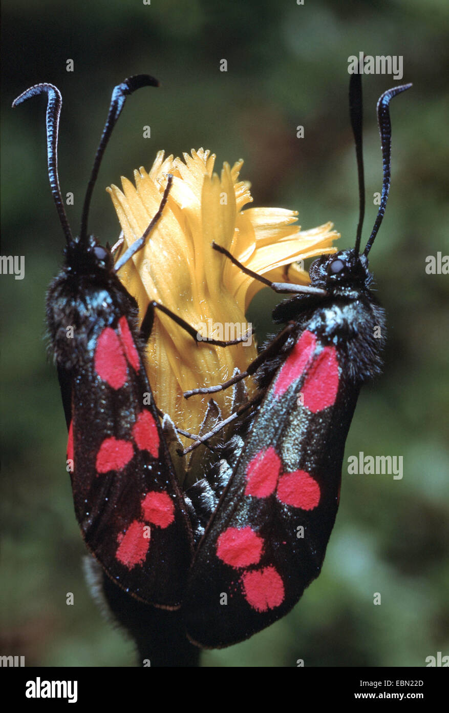sechs-Spot Burnet (Zygaena Filipendulae, Anthrocera Filipendulae), zwei Personen in eine gelbe Blüte Stockfoto