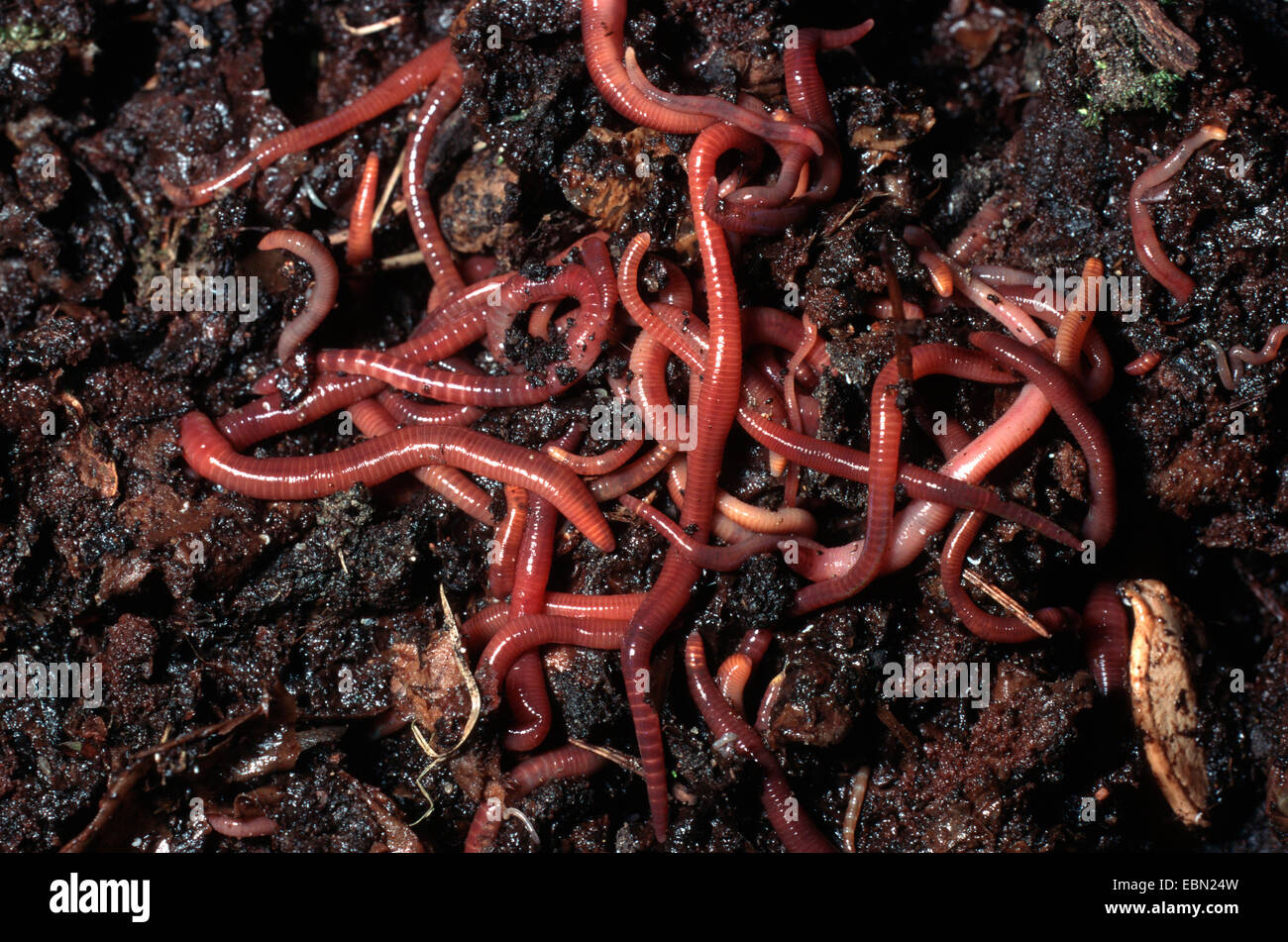 Dnger wurm eisenia fetida -Fotos und -Bildmaterial in hoher Auflsung   Alamy