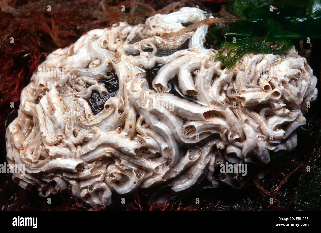 Pomatoceros Triqueter (Pomatoceros Triqueter) Stockfoto