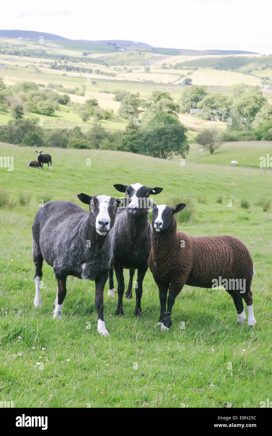 drei Schafe in Landschaft Stockfoto