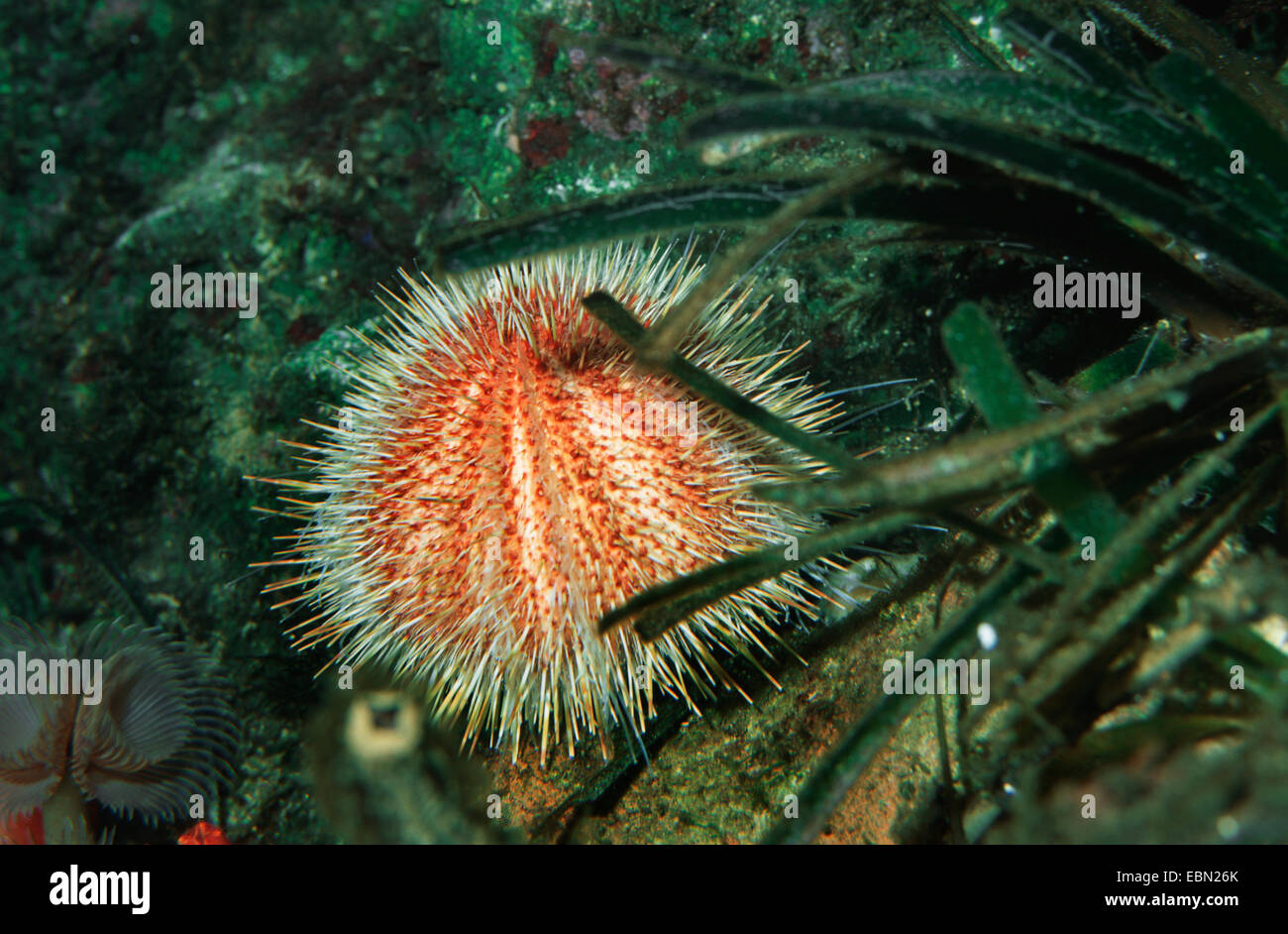 rot-gelb-Seeigel (Echinus Acutus), am Meeresgrund Stockfoto