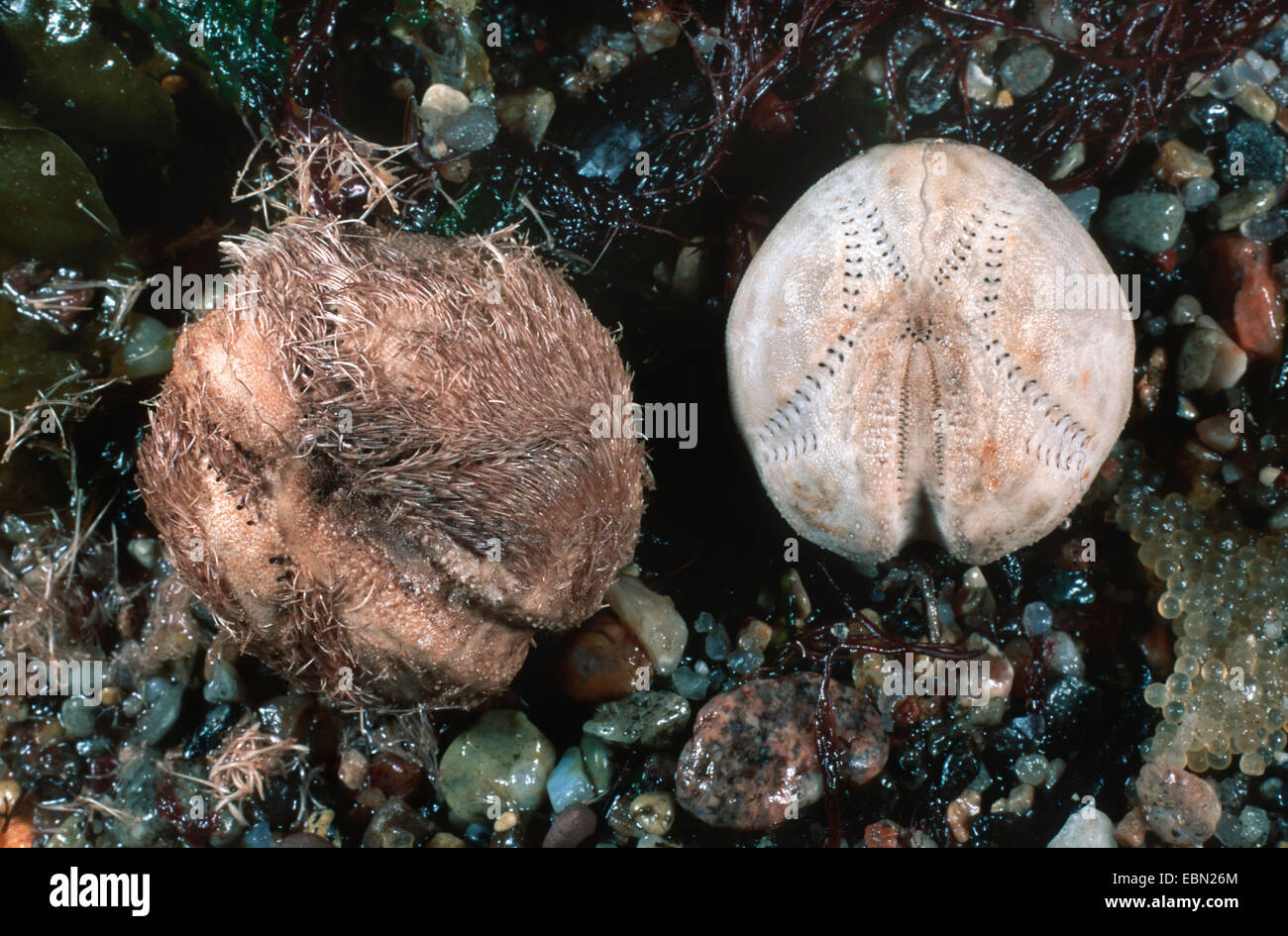 Herz-Seeigel (Echinocardium Cordatum), am Meeresgrund Stockfoto