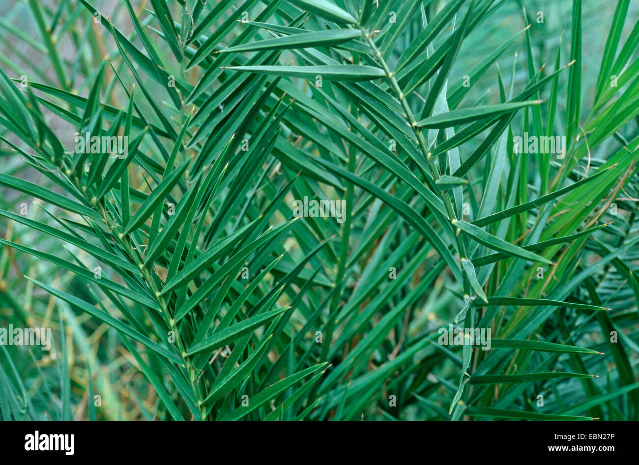 Kretische Dattelpalme (Phoenix Theophrasti), Blätter Stockfoto