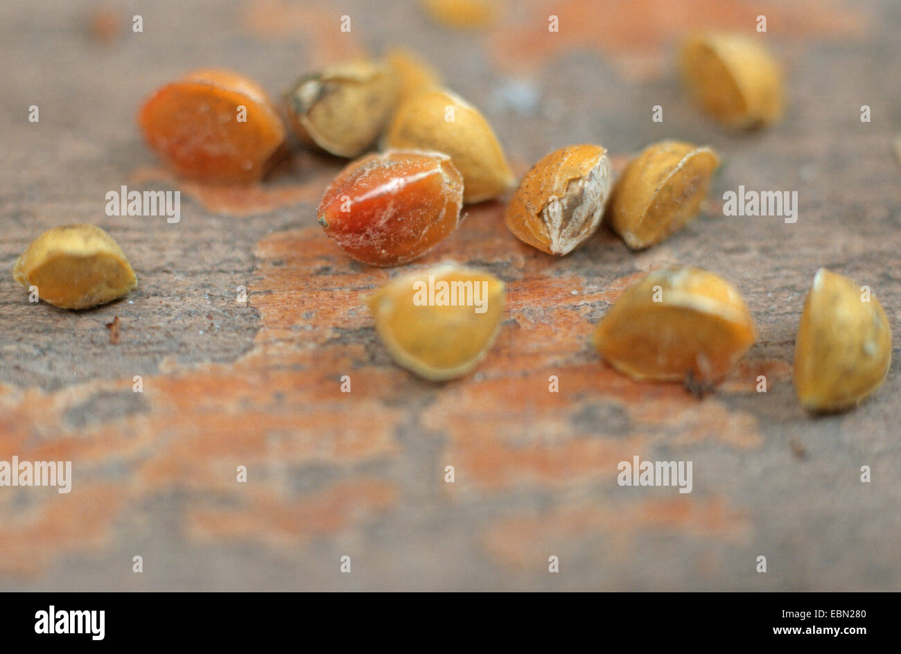 Elefant-Baum (Bursera Microphylla), Samen Stockfoto