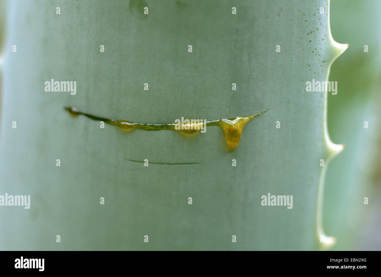 Aloe Vera (Aloe Vera, Aloe Barbadensis), frische Pflanzensaft bei einem eingeritzten Blatt Stockfoto