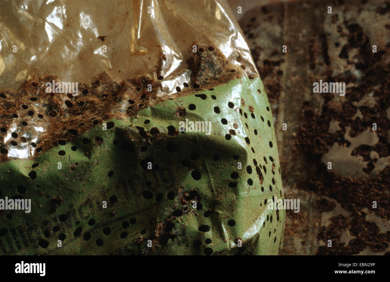 Brotkäfer, Drogerie Rüsselkäfer, Biskuit Käfer, Käfer Brot (Stegobium Paniceum), Tasche mit Paprikapulver Befall durch den Käfer mit Bohrungen der Tiere, Deutschland Stockfoto