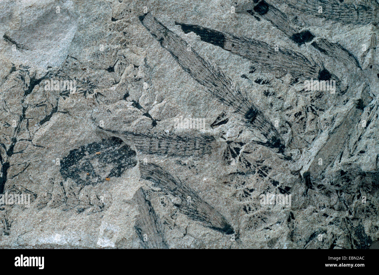 Macrostachya Carinata, versteinerte Pferd-Tail, unteren Perm, Böhmen Stockfoto