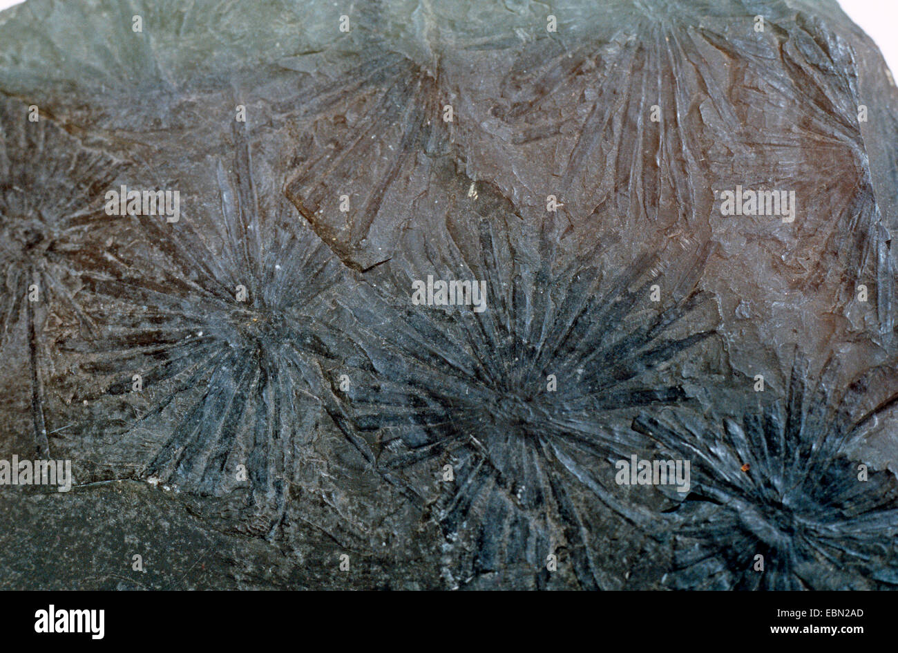 Annularia Stellata, versteinert Pferd-Tail, Perm, Harz Stockfoto