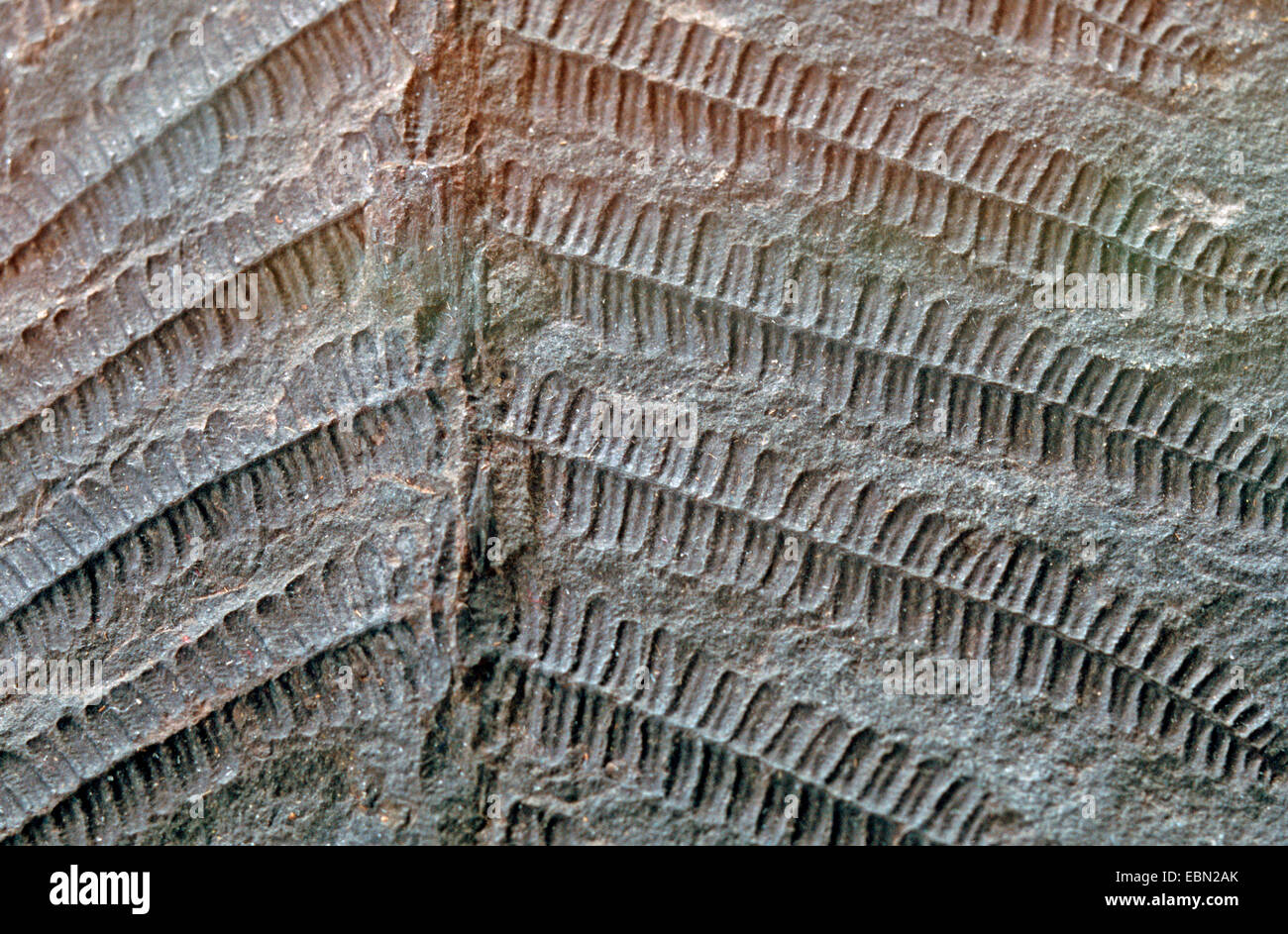 Pecopteris Arborescens, fossilen Baumfarn, obere Kohlenstoff, Deutschland, Sachsen-Anhalt, Halle/Saale Stockfoto