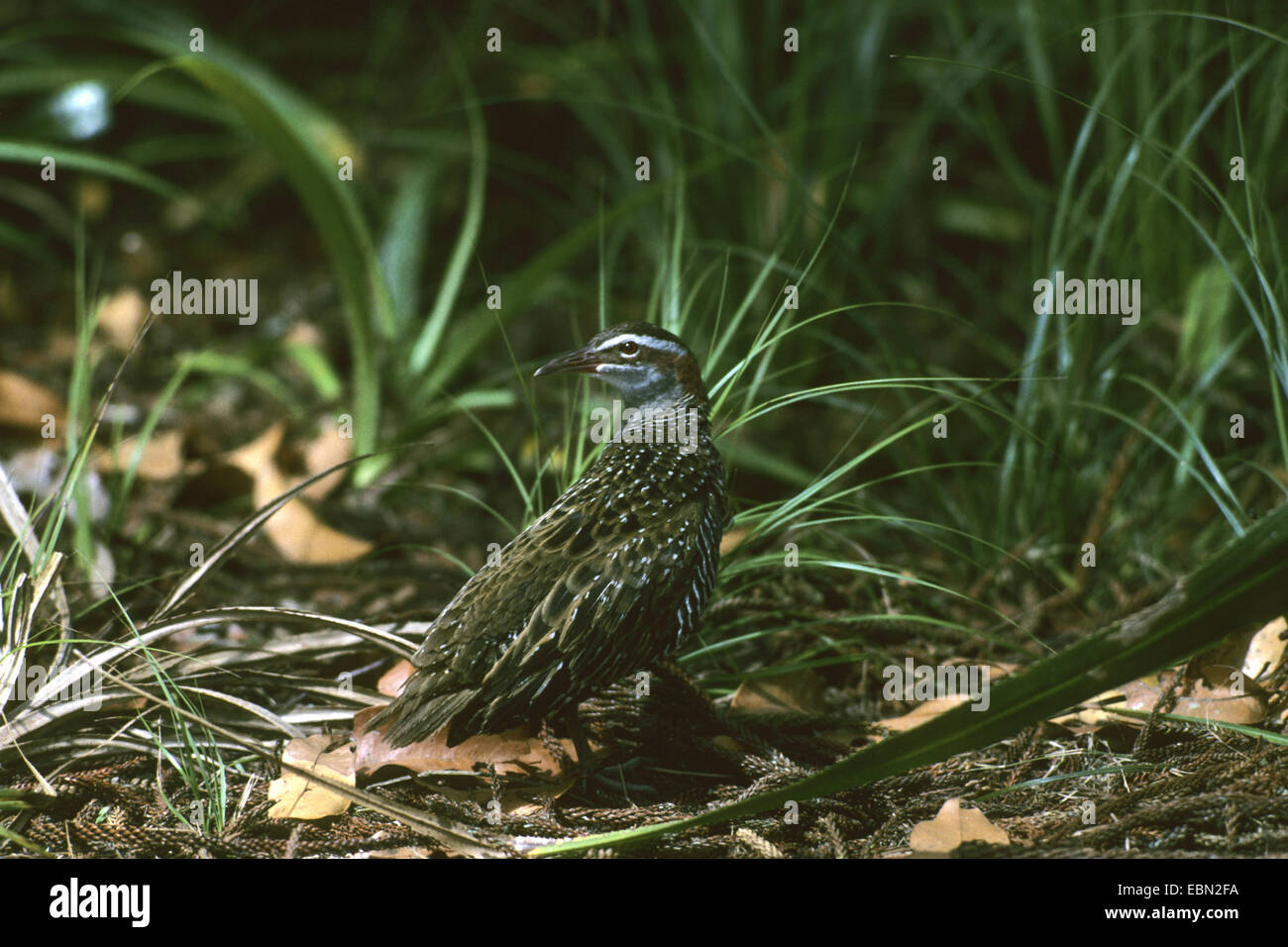 Buff-banded Schiene (Gallirallus Philippensis), auf dem Boden sitzend, ein Blick nach hinten Stockfoto