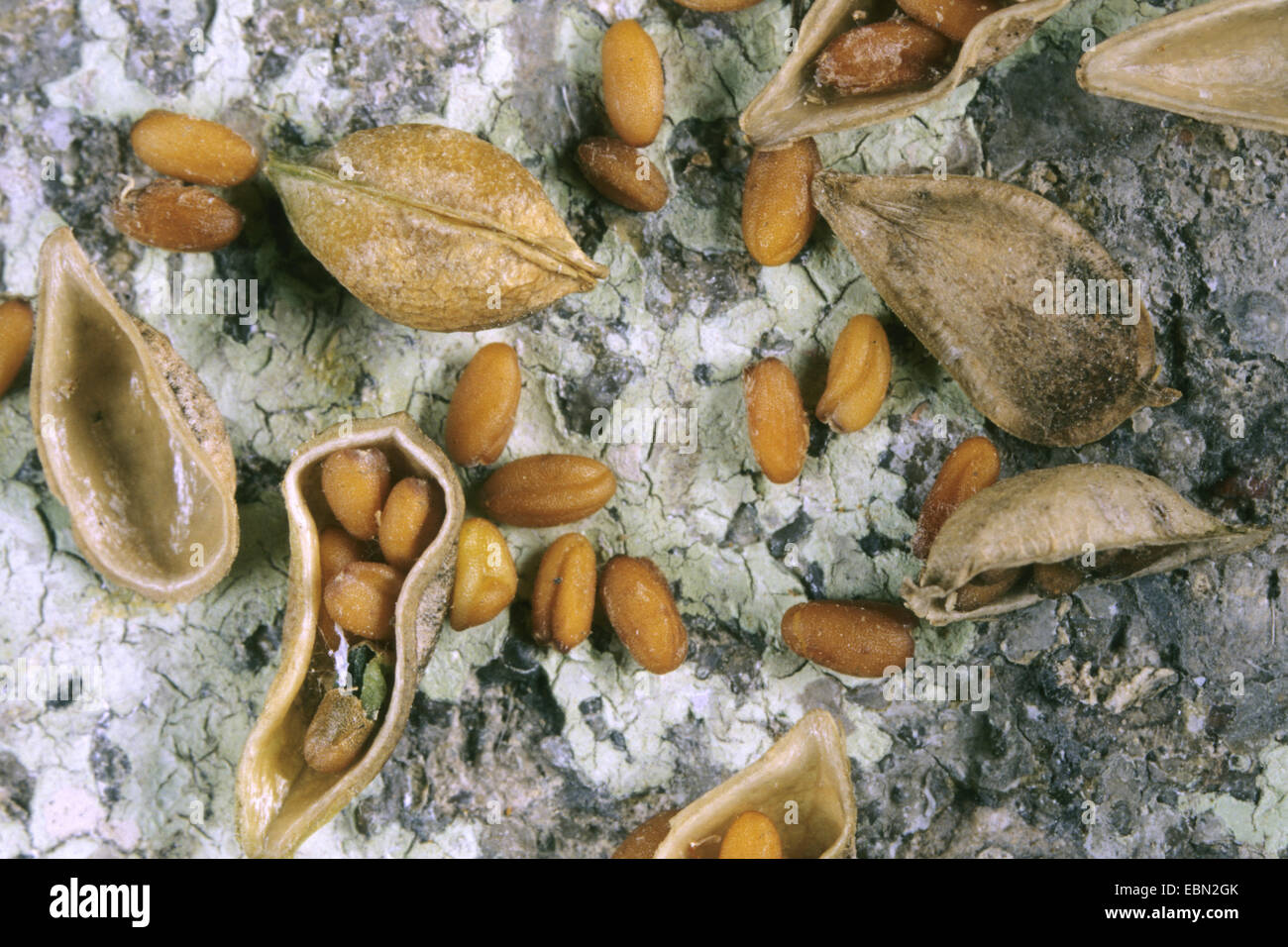 Frosteinbrüchen, Largeseed Falseflax (Camelina Sativa), sammelten Früchte und Samen Stockfoto