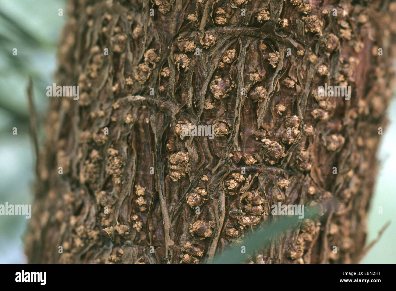 Wollemi Pine (Wollemia Nobilis), Rinde Stockfoto