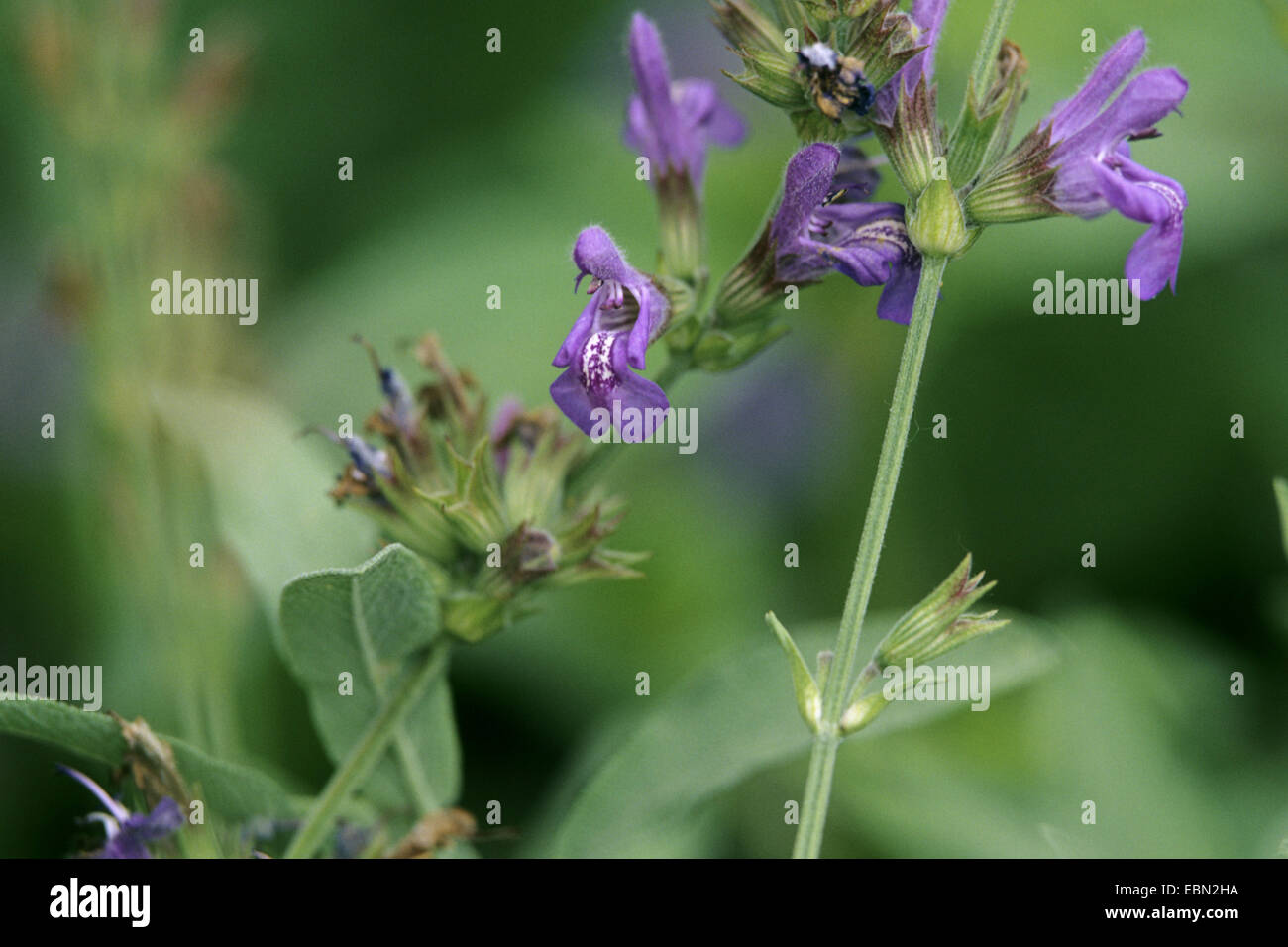 Spanischer Salbei (Salvia Lavandulifolia, Salvia Lavandulaefolia), Blütenstand, Spanien Stockfoto