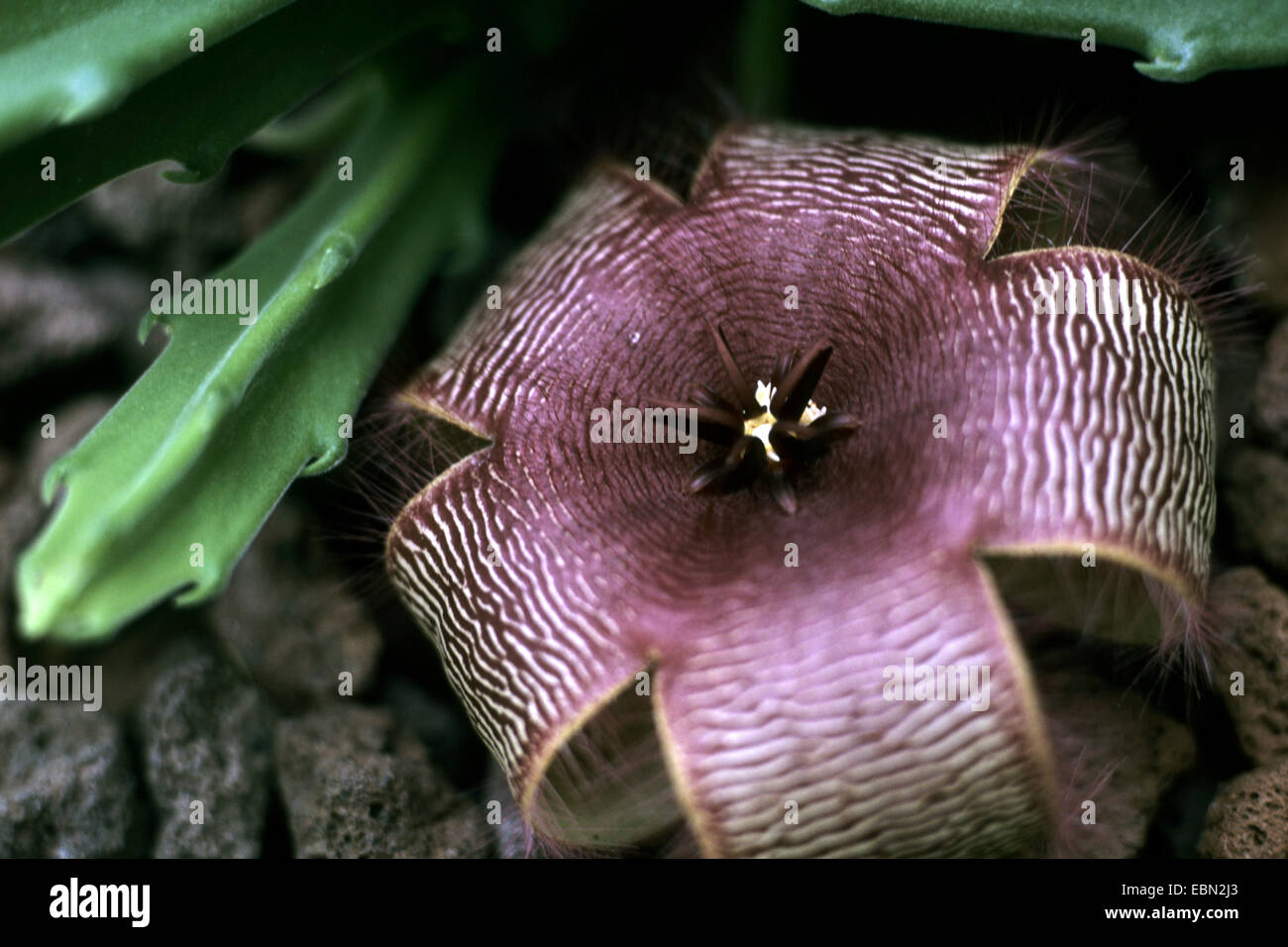 AAS, Aas Blume, Kröte Pflanze, Seestern Blume (Stapelia Grandiflora), Stockfoto