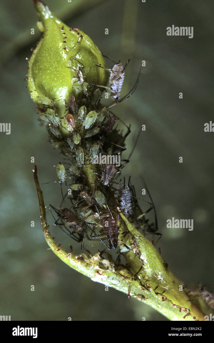 Rose Blattlaus, Blattläuse (Macrosiphum Rosae), stiegen die Blattläuse auf eine Rosenknospe, Deutschland Stockfoto