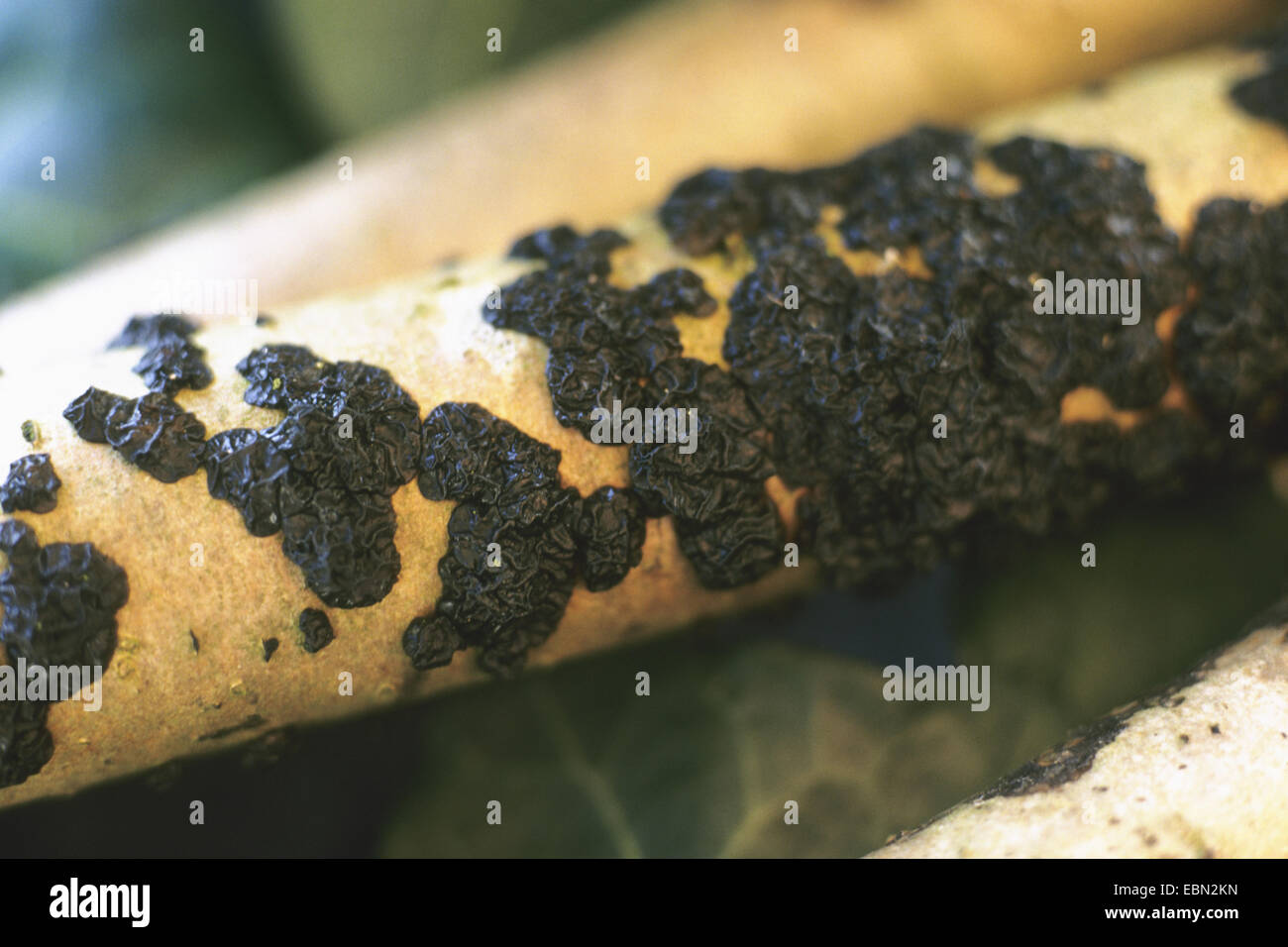 Witches' Butter (Exidia Glandulosa, Exidia Truncata), bei einer Filiale, Deutschland Stockfoto