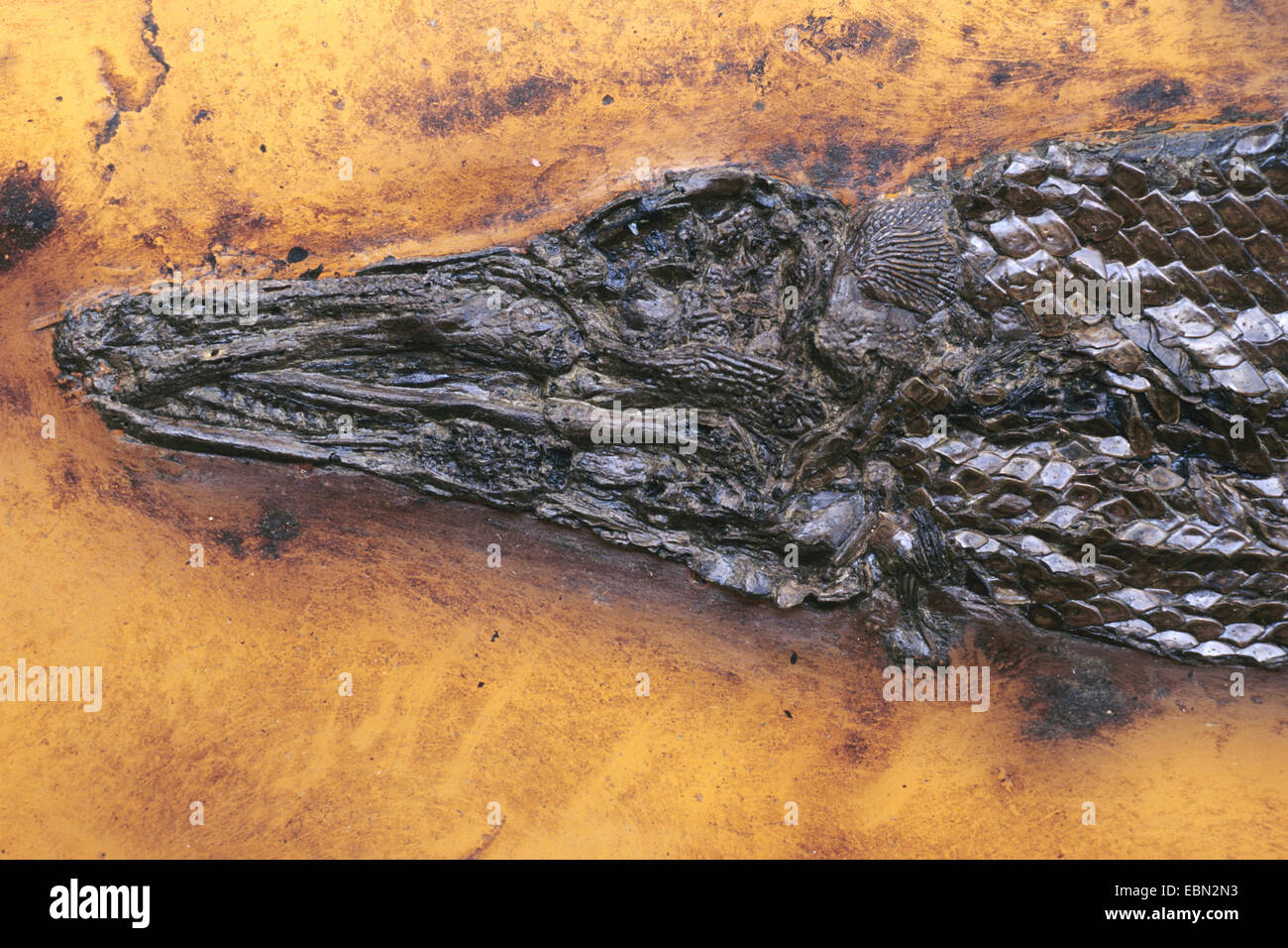 Kaimanfisch, Hornhecht (Atractosteus Kinkelini), ausgestorben Gar vom Eozän, Deutschland, Messel Stockfoto