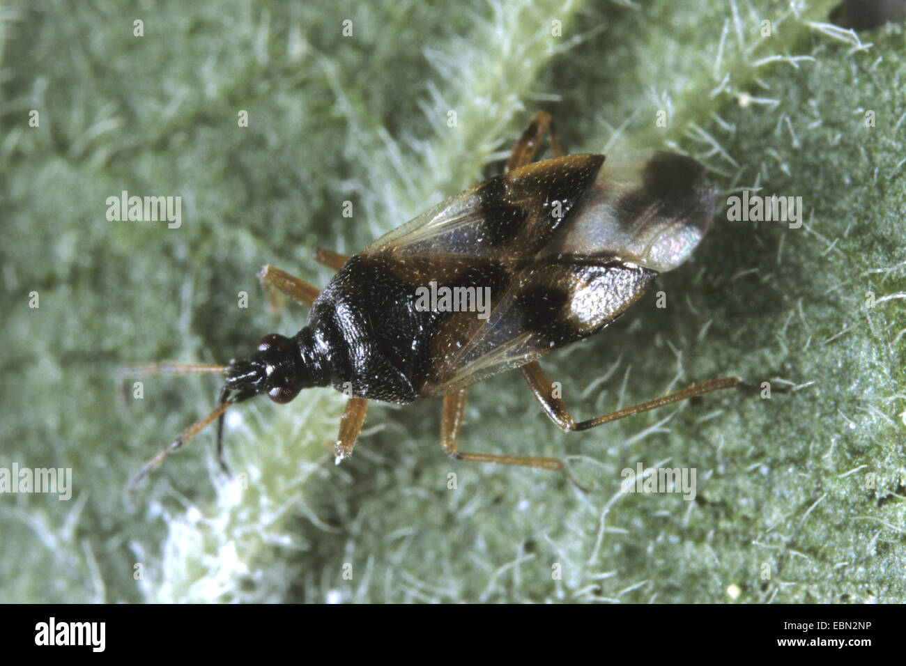 Gemeinsamen Flowerbug, gemeinsame Blume-Bug, gemeinsame Blume Bug (Anthocoris Nemorum), auf einem Blatt, Deutschland Stockfoto