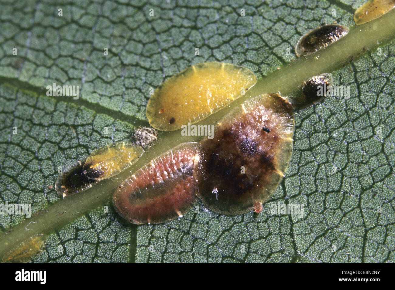 braune weiche Skala (Coccus Hesperidum), mehrere weichen Läuse auf der Unterseite eines Blattes Stockfoto