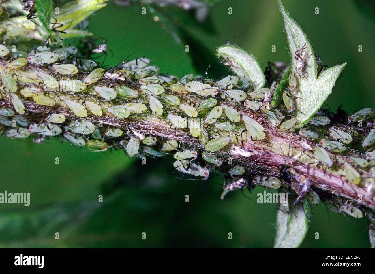 Blattläuse und Blattläuse (Aphidoidea), etc. Blattläuse auf Beifuß, Artemisia Vulgaris, Deutschland Stockfoto
