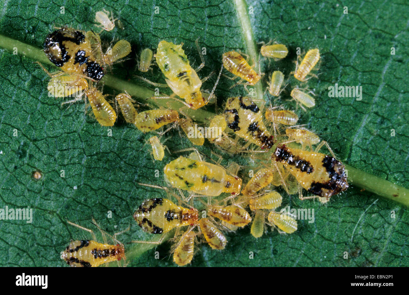 Blattläuse und Blattläuse (Aphidoidea), etc. Blattläuse auf Amaple Blatt, Acer Pseudoplatanus, Deutschland Stockfoto