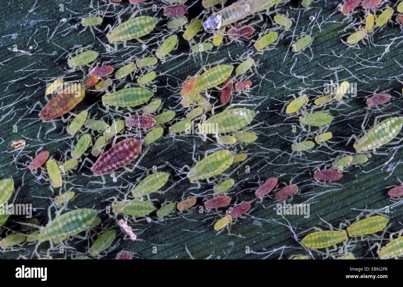 Mehlige Blattlaus in Plum (Hyalopterus Pruni), verschiedene Entwicklungsstadien, Deutschland Stockfoto