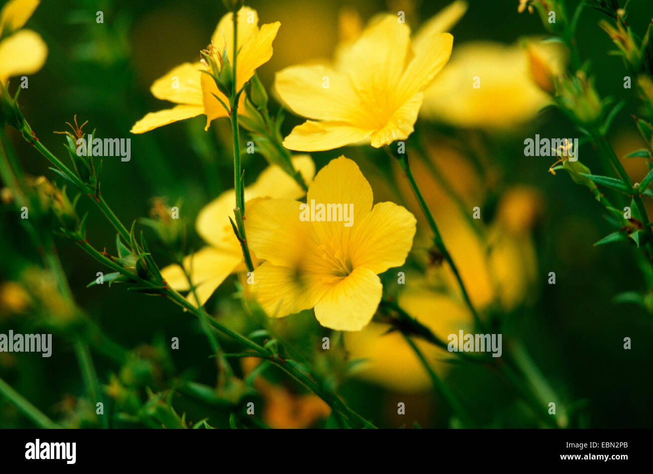 gelb Flachs (Linum Flavum), blühen, Deutschland Stockfoto