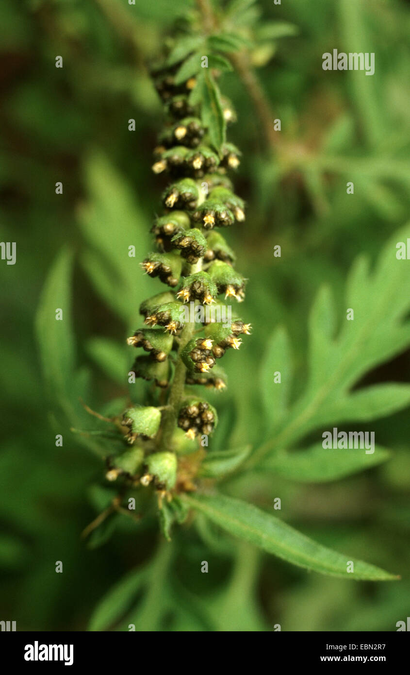 Jährliche Traubenkraut, Ambrosia, Bitter-Weed, Hog-Weed, römischer Wermut (Ambrosia Artemisiifolia), männliche Blüten, Deutschland Stockfoto