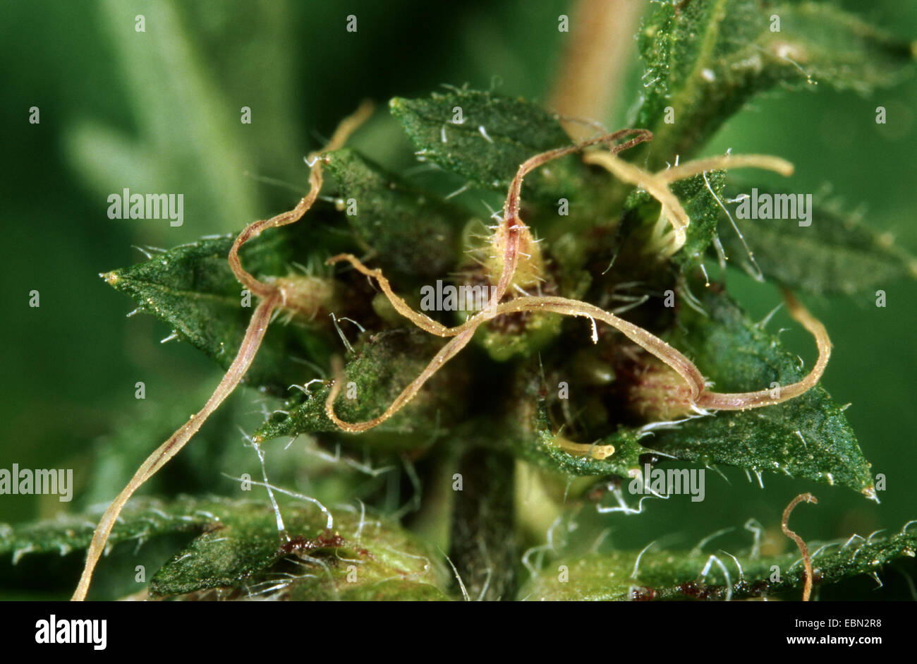 Jährliche Traubenkraut, Ambrosia, Bitter-Weed, Hog-Weed, römischer Wermut (Ambrosia Artemisiifolia), weibliche Blüten, Deutschland Stockfoto