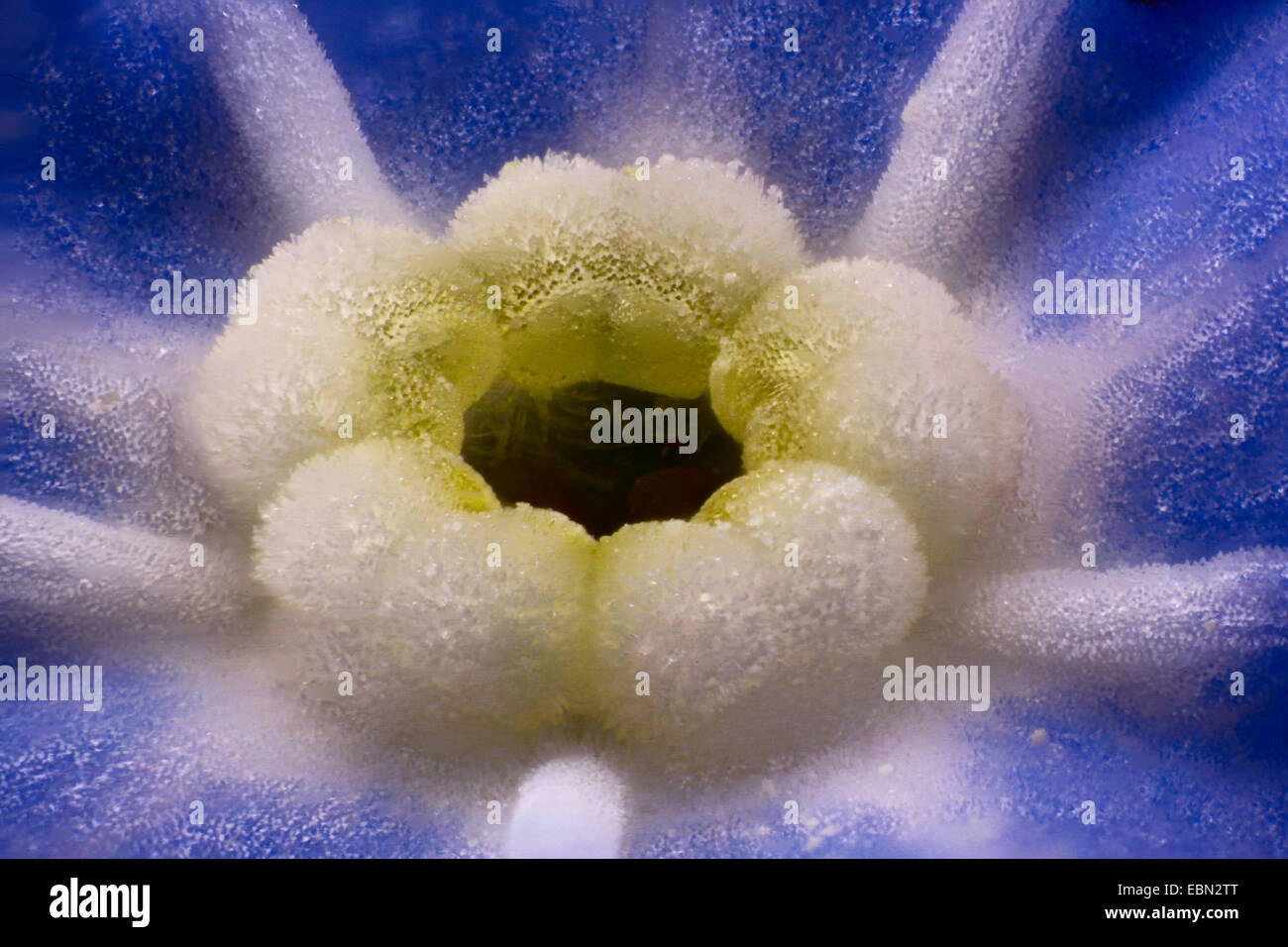 Vergissmeinnicht (Myosotis spec.), Detail der Blüte ein Vergissmeinnicht Stockfoto
