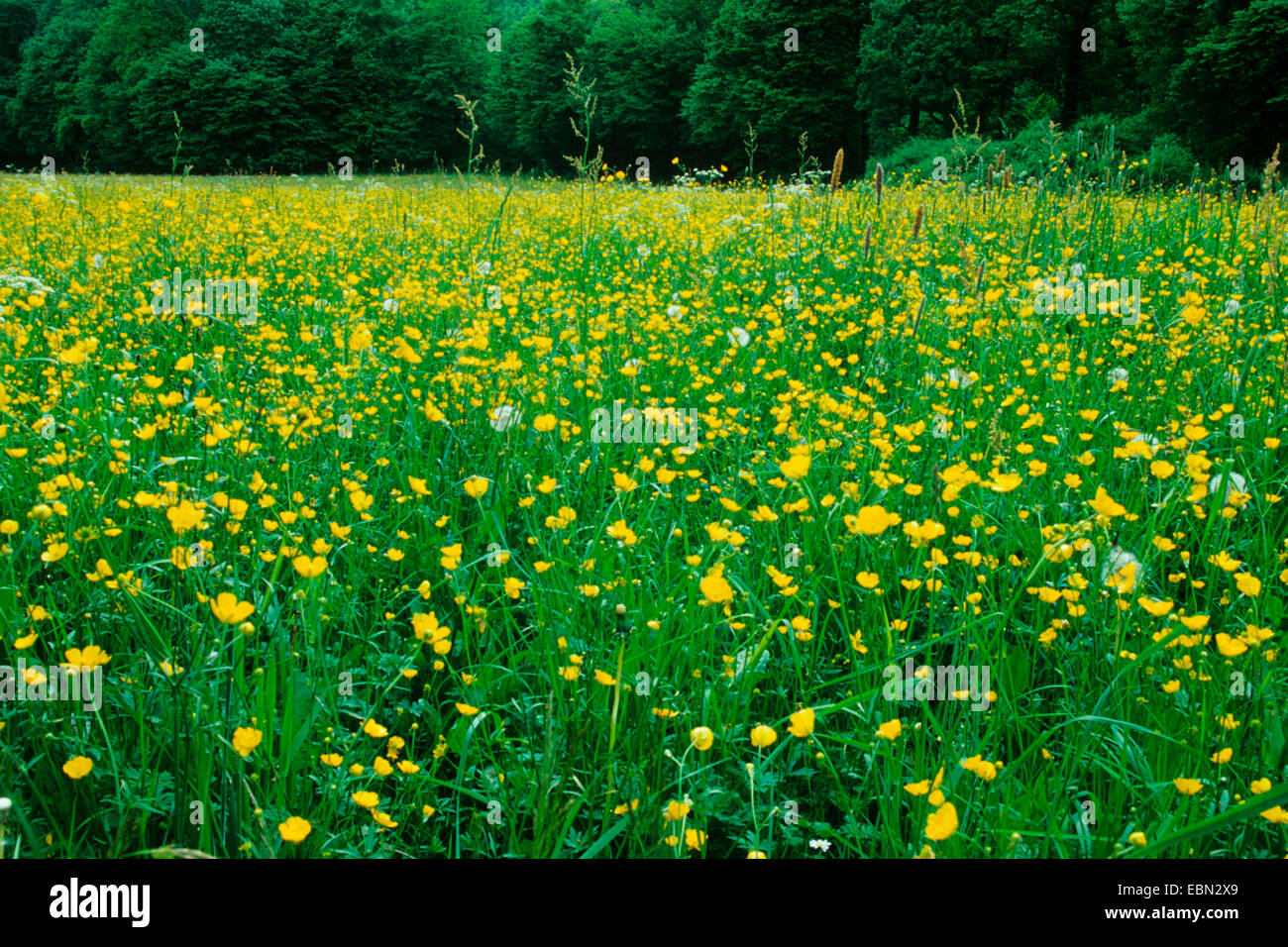 hohen Hahnenfuß, aufrechte Wiese Crowfoot (Ranunculus Acris), Blumenwiese Stockfoto