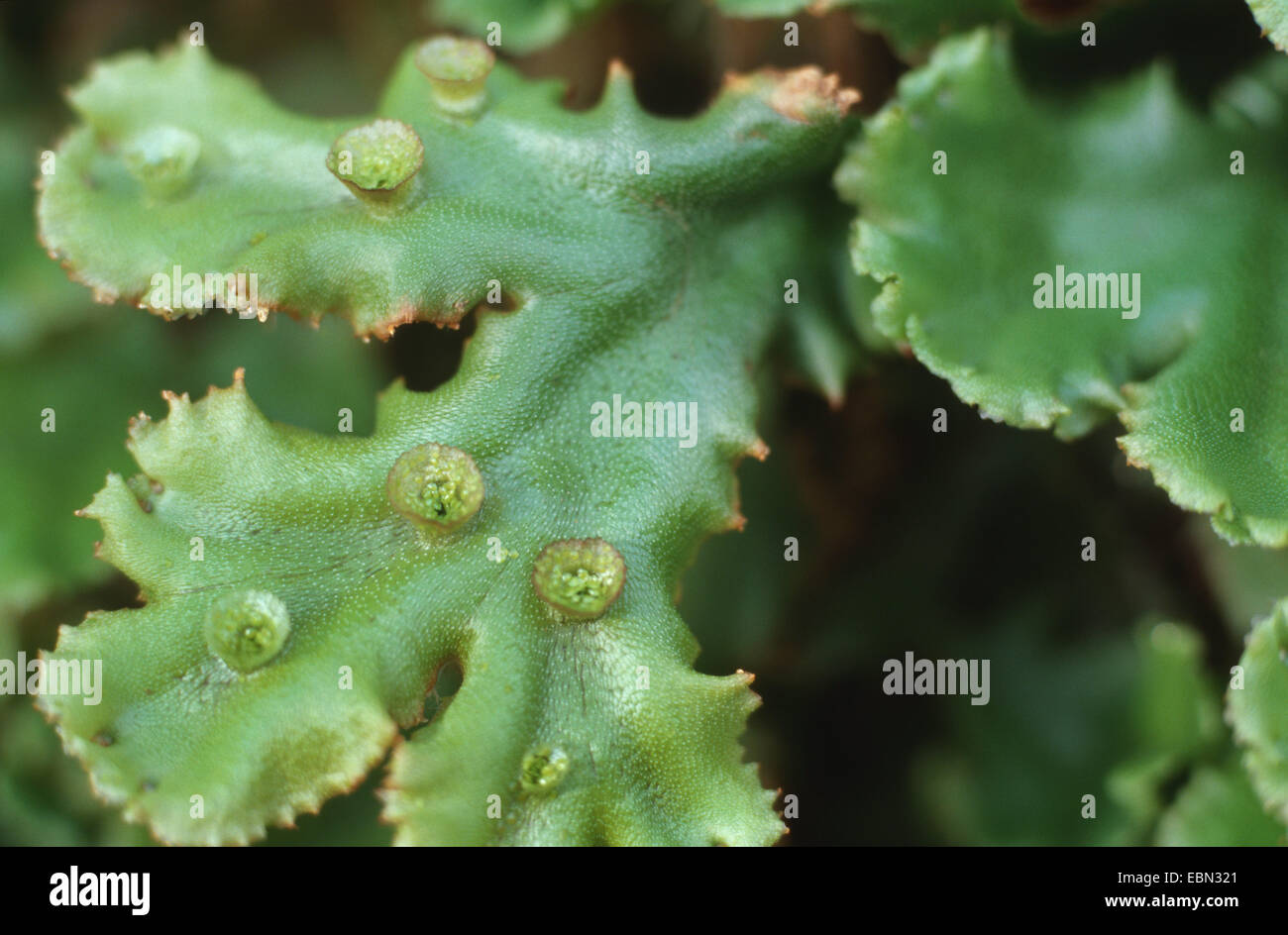 Lebermoos (Marchantia Polymorpha), mit Fortpflanzungsorgane Stockfoto