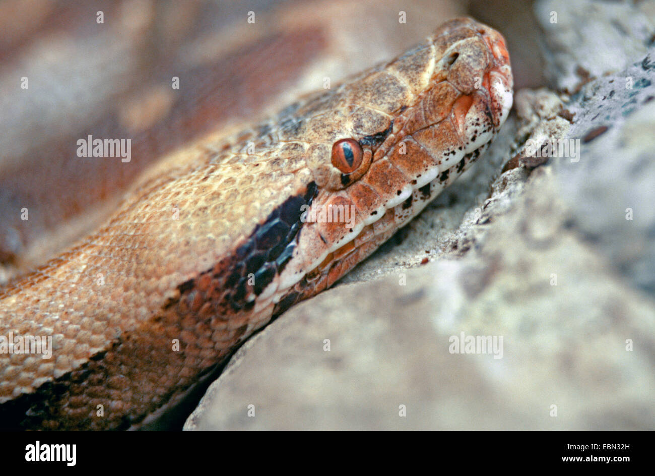 Kurzschwanz-Python, Blutpython, kurze Python (Python Curtus), Portrait auf felsigem Boden Stockfoto