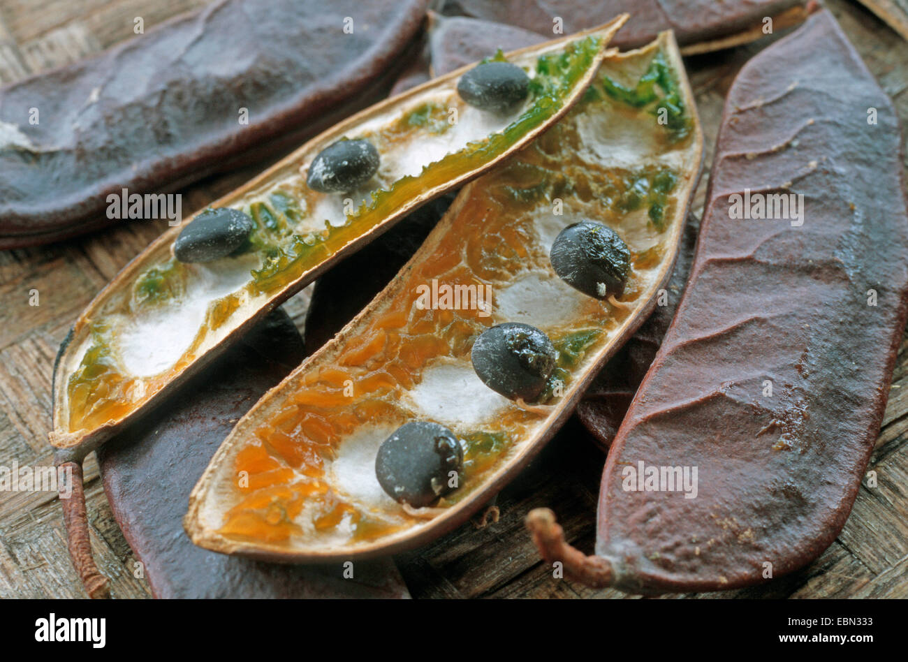 Gymnocladus Dioicus (Gymnocladus Dioicus), eröffnet Samen in Hülsen Stockfoto