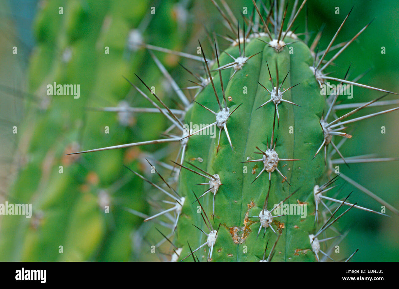 Zahnstocher Kaktus (Stetsonia Coryne Stockfotografie - Alamy