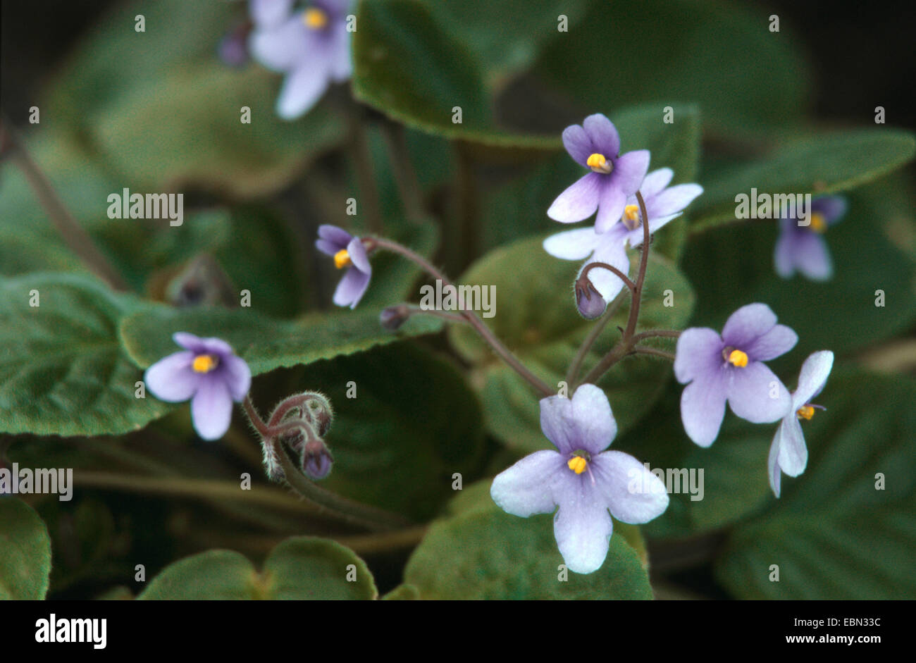 African Violet (Saintpaulia Rupicola, Saintpaulia Ionantha SSP. Rupicola), blühen Stockfoto