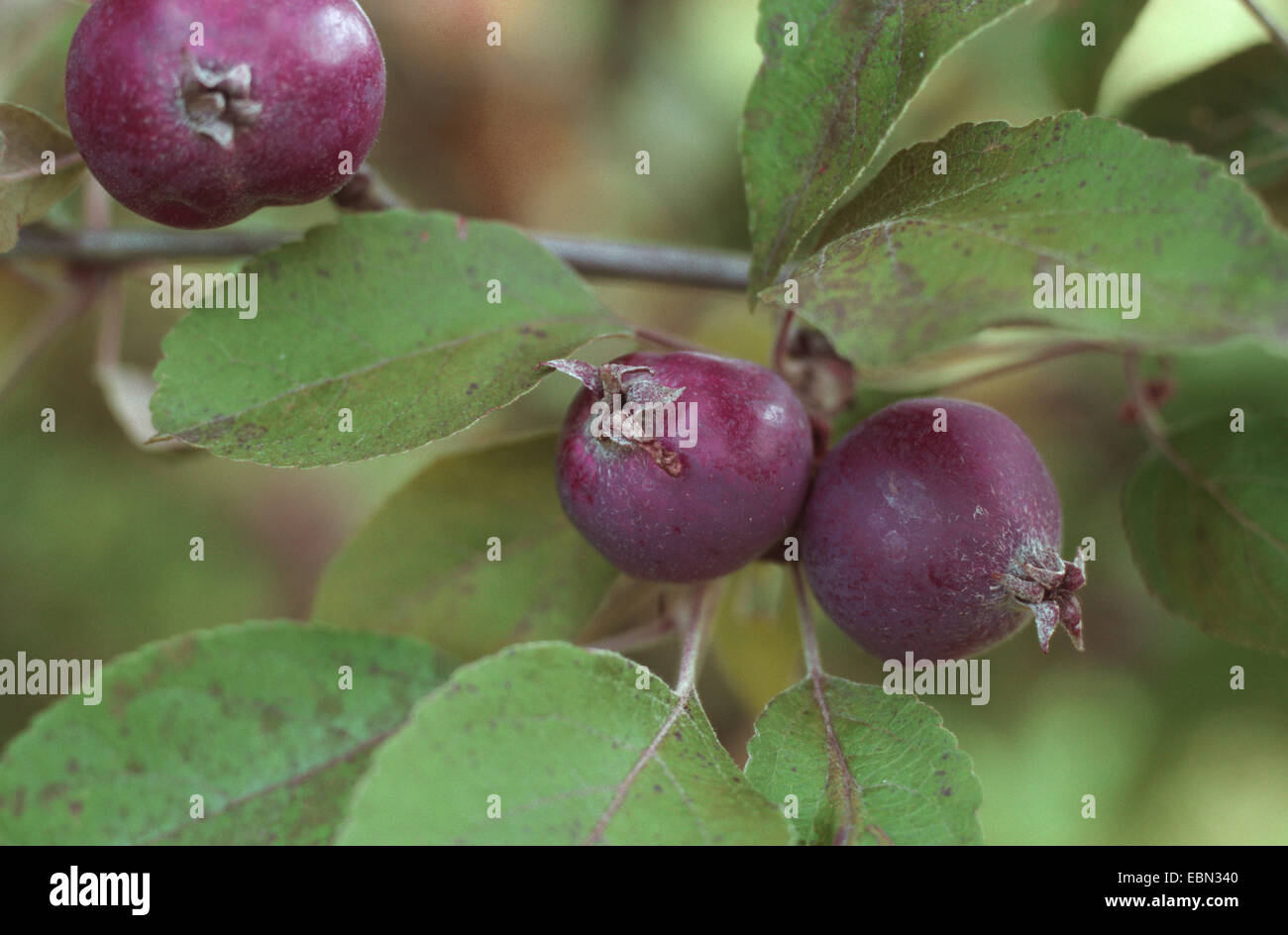 Toringo Holzapfel, Toringo Holzapfel (Malus Sieboldii, Malus X zumi, Malus Zumi), Sorte Aldenham lila Stockfoto