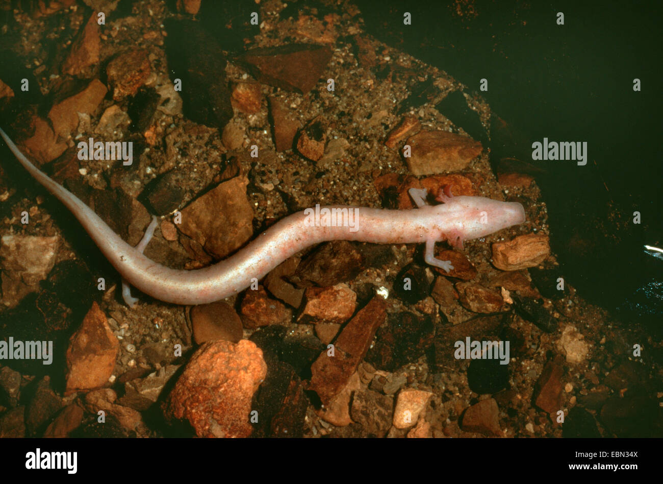 Europäische Olm (blind Salamander) (Proteus Anguinus), auf dem Boden einer Höhle Teich Stockfoto