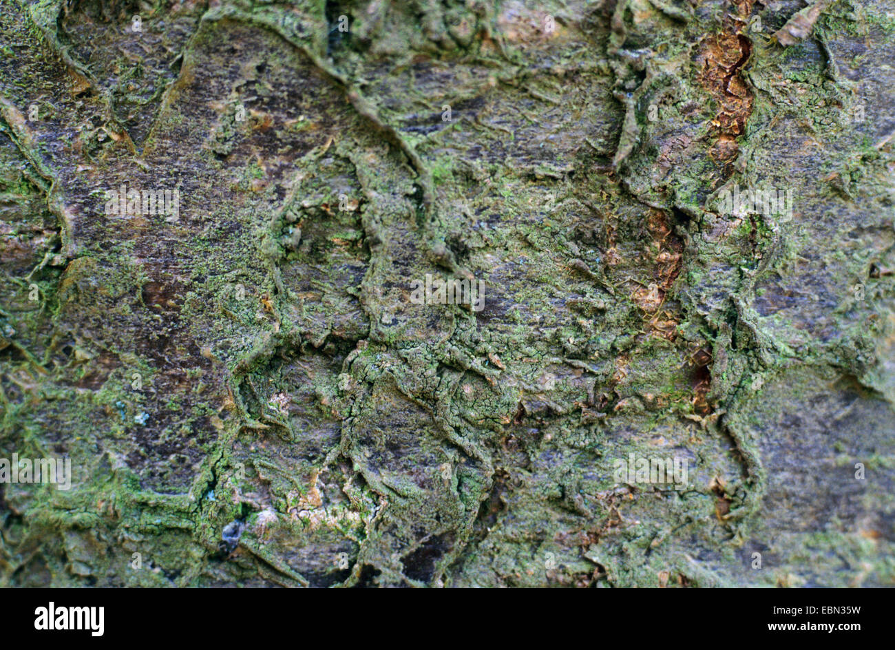 Ebereschenkorb sorbus aucuparia -Fotos und -Bildmaterial in hoher ...