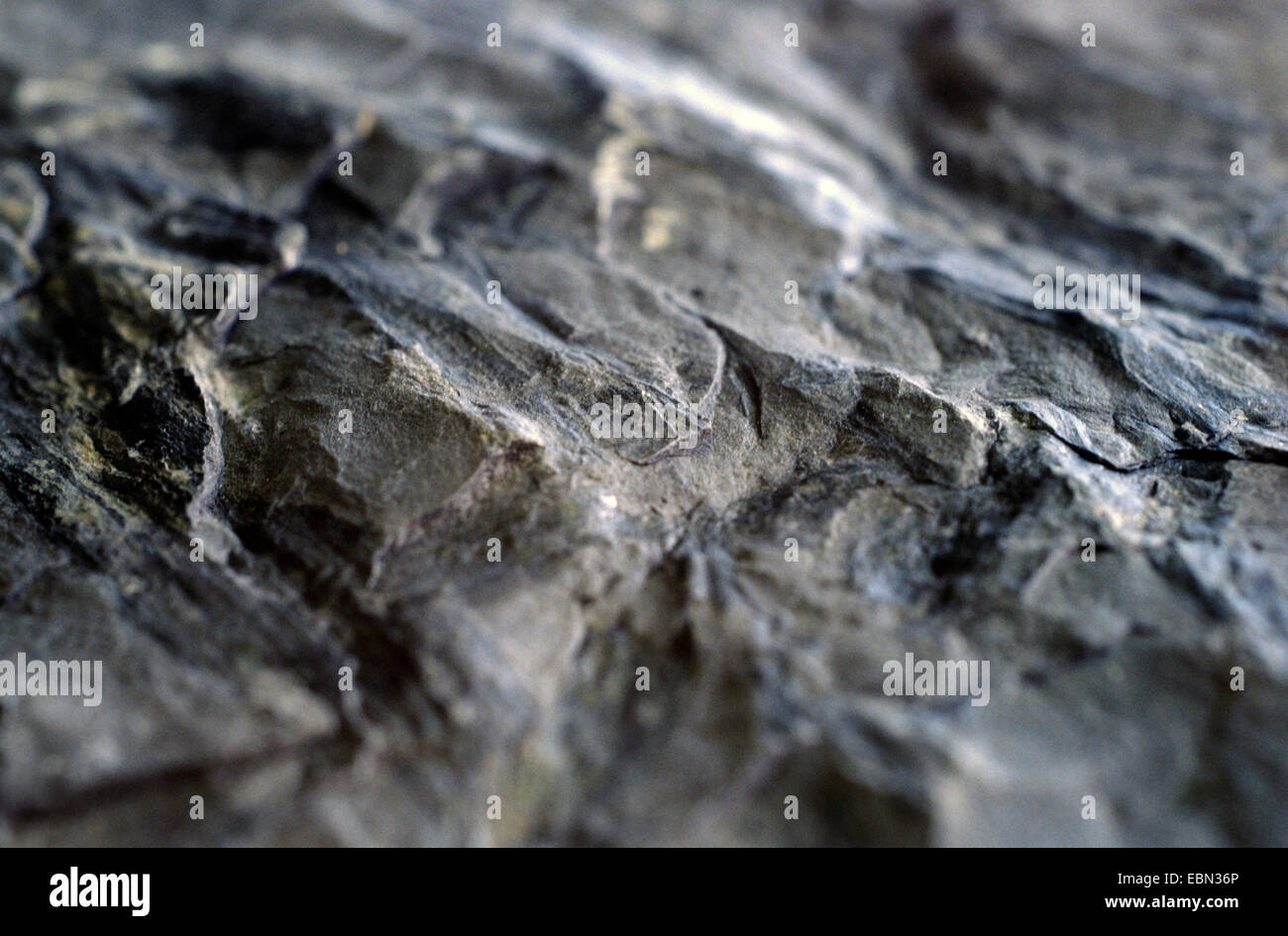 Psilophyta Taeniocrada aus Devon Periode Stockfoto