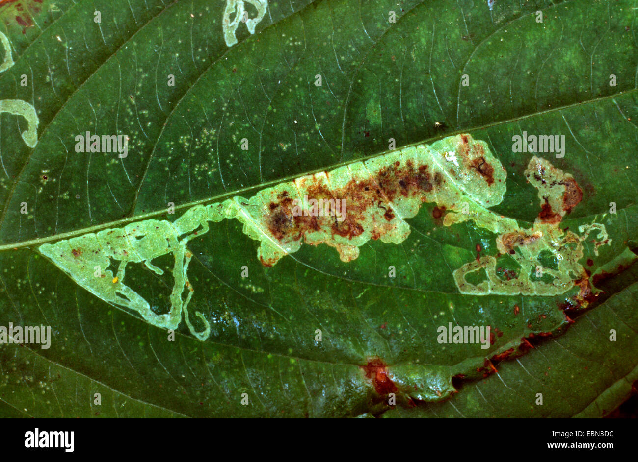 Phytoliriomyza Melampyga (Phytoliriomyza Melampyga), bei Impatiens Parviflora, Deutschland Stockfoto