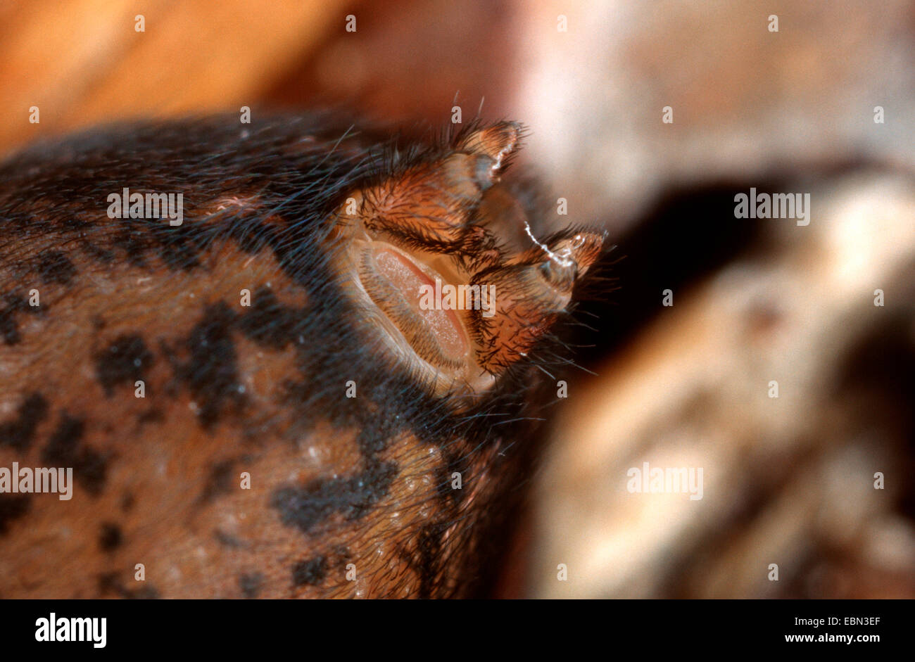Amaurobius Similis (Amaurobius Similis), Weiblich, cribellum Stockfoto