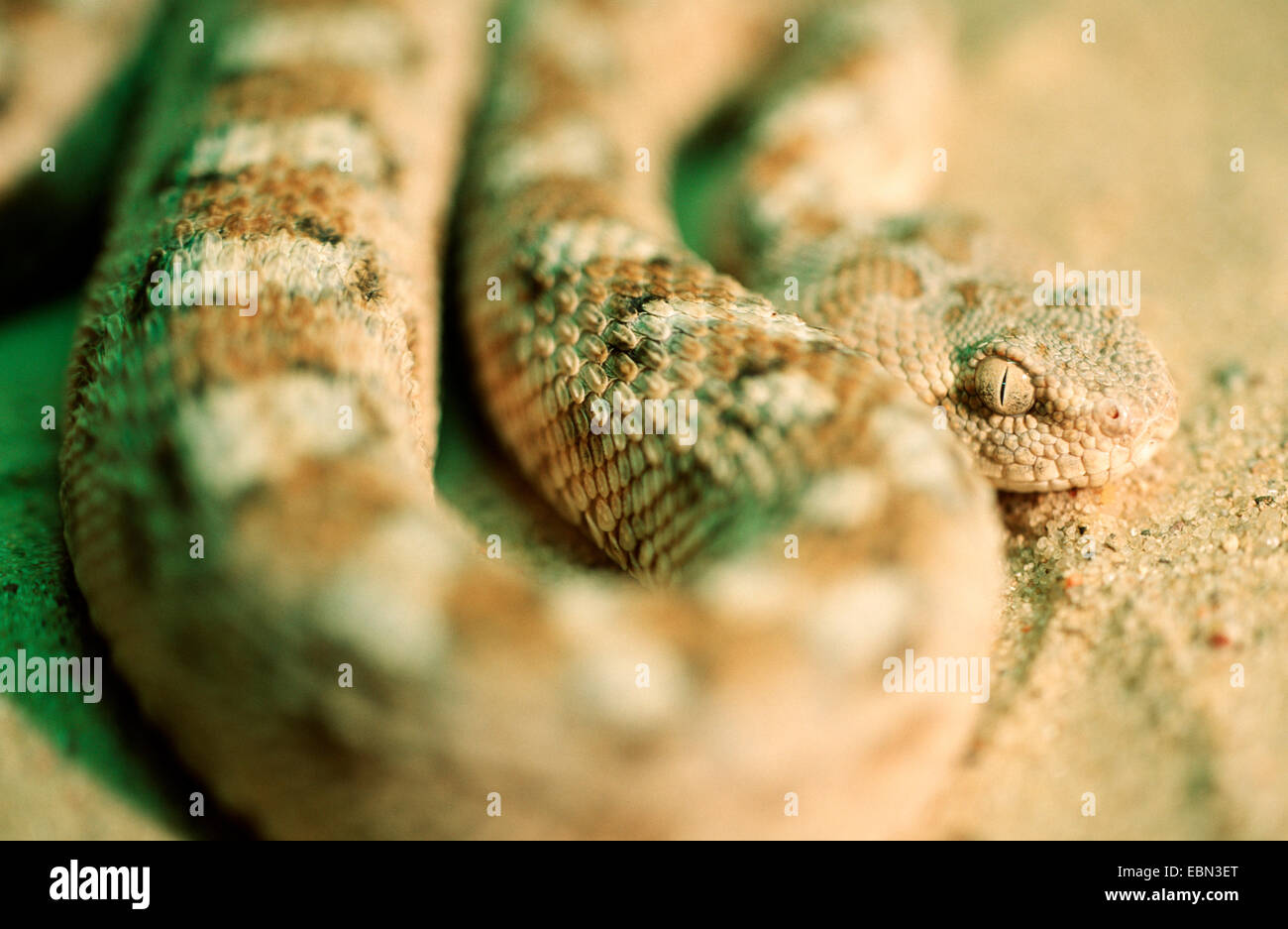 Arabische Säge skaliert Viper, Palästina Säge skaliert Viper (Echis Coloratus), Nahaufnahme im Sand, eines der gefährlichsten Giftschlangen Stockfoto