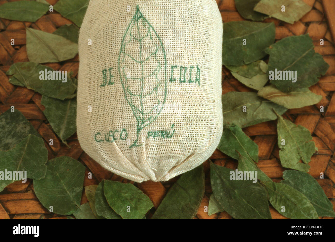 Kokain, bolivianische Coca (Erythroxylon Coca, Erythroxylum Coca), getrocknete Blätter des Kokain Stockfoto