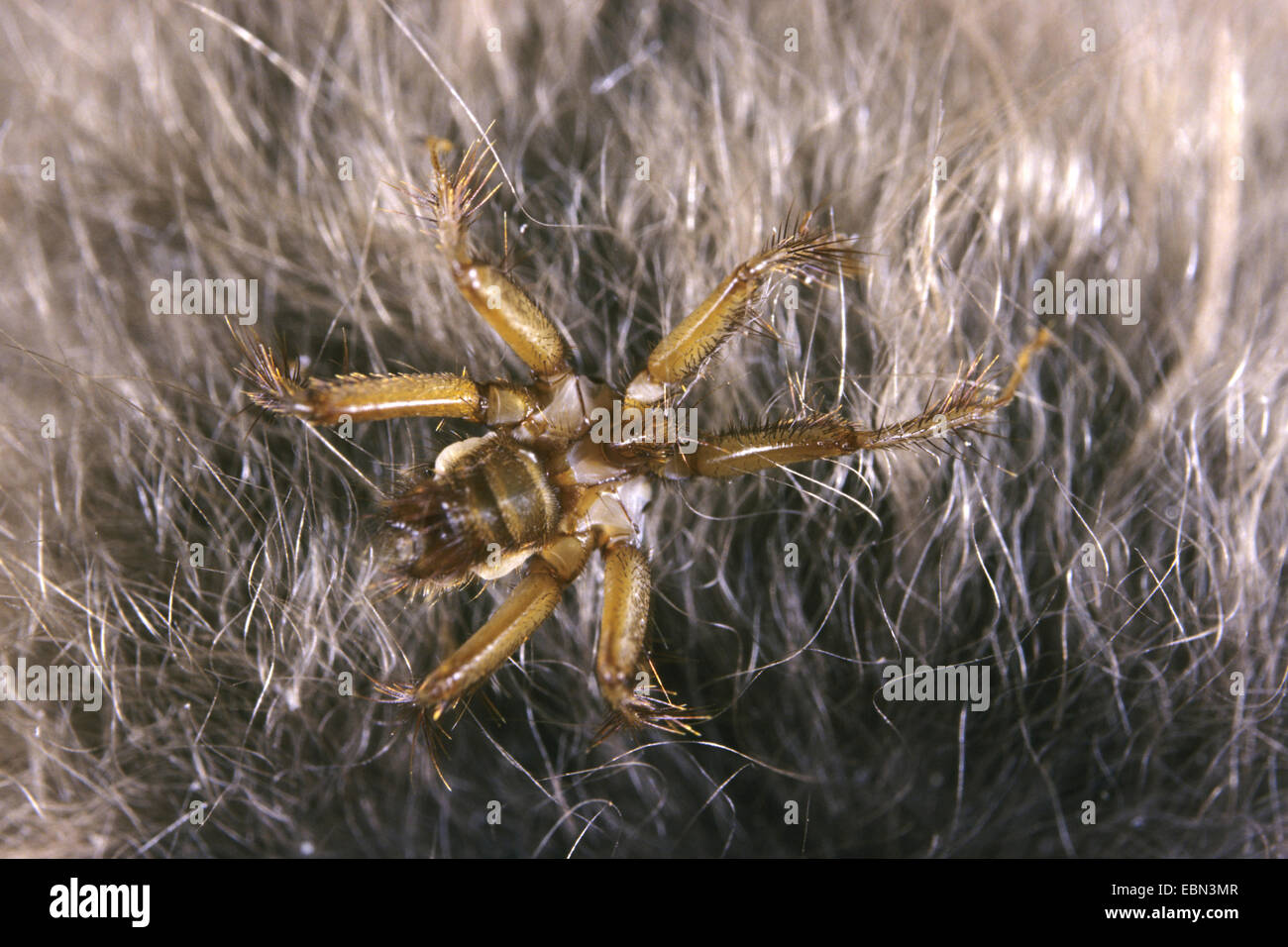 Fledermaus fliegt (Penicillidia Dufourii), im Fell der Gastgeber Stockfoto