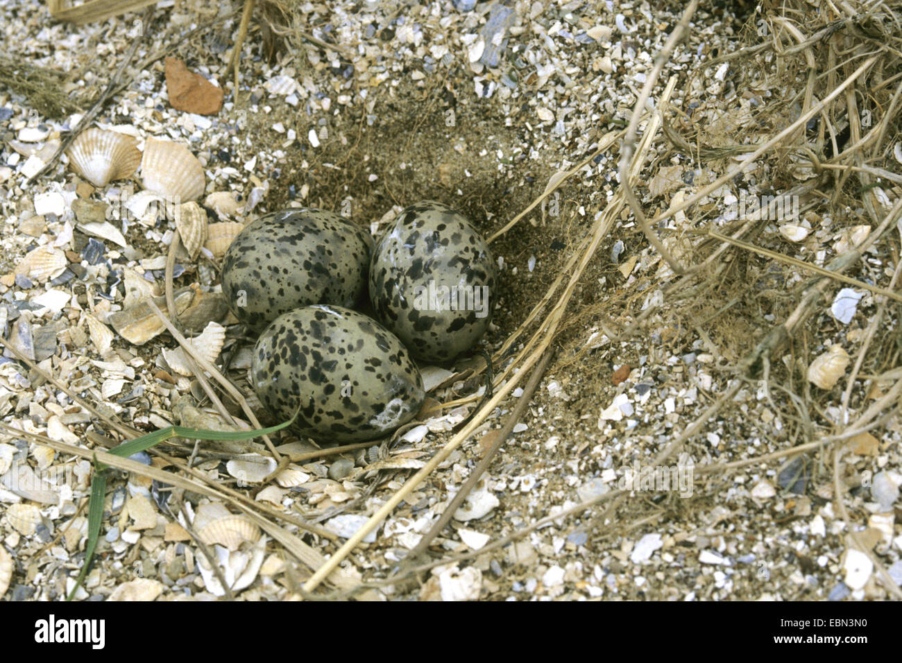 Küstenseeschwalbe (Sterna Paradisaea), Eiern auf dem Boden, Deutschland Stockfoto