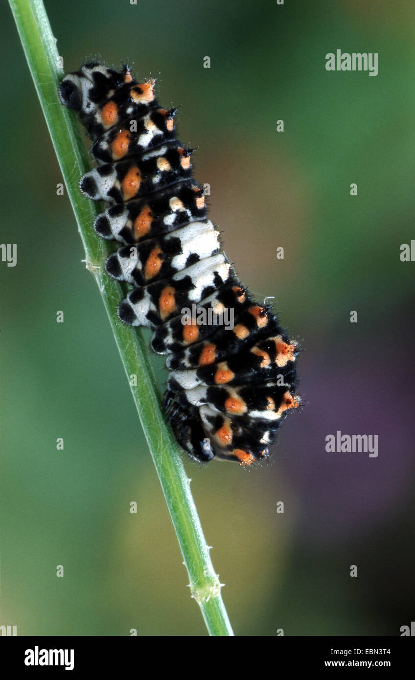 Schwalbenschwanz (Papilio Machaon), Raupe mit ungewöhnlichen Farben, Deutschland Stockfoto